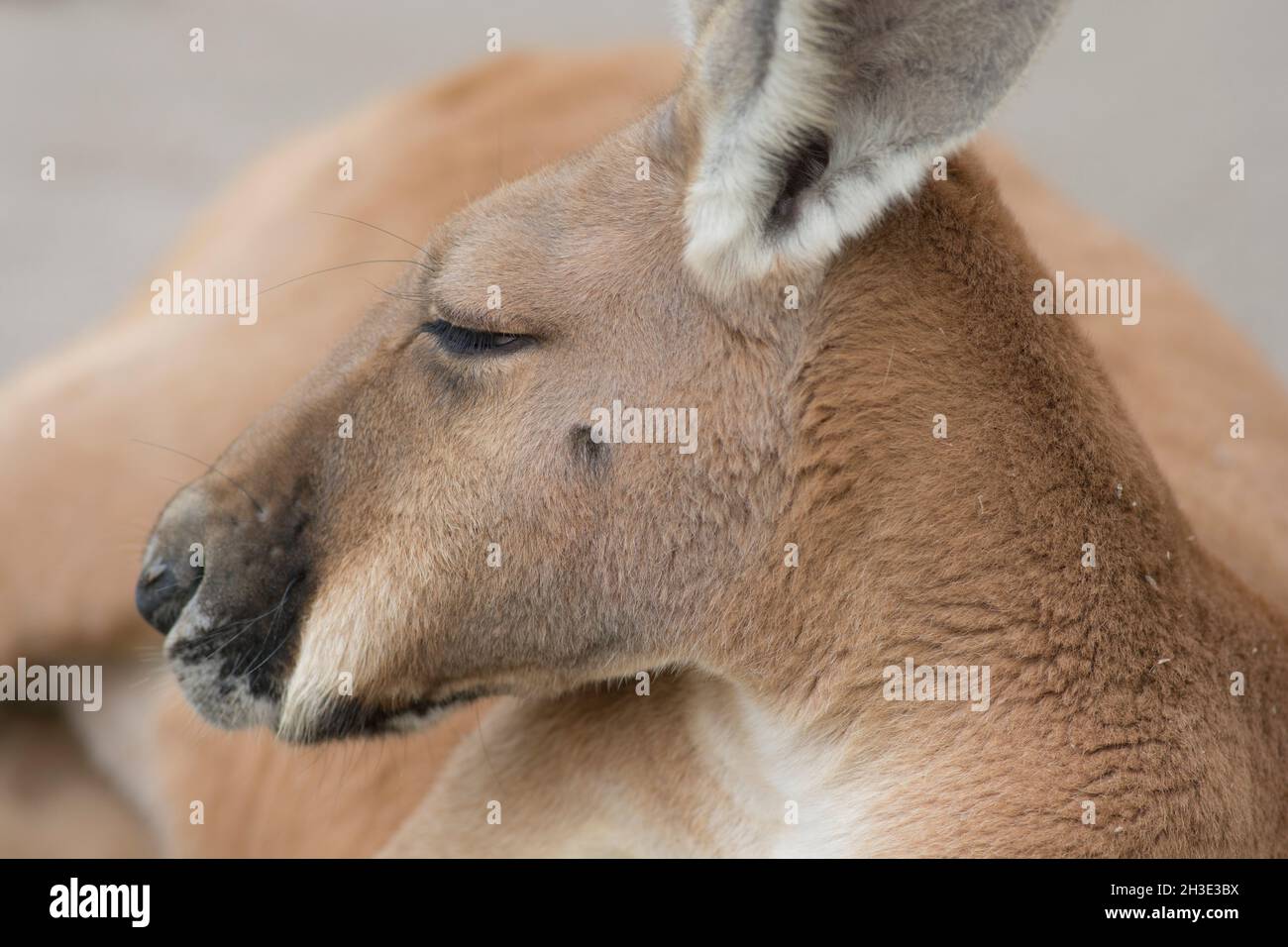 Porträt eines Roten Kängurus (Osphranter rufus), des größten aller Kängurus, der auf dem Boden ruht Stockfoto