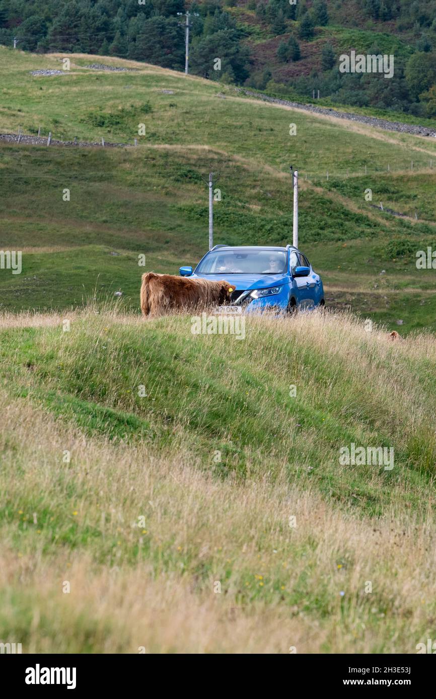highland Kuh, die in der Mitte eines einspurigen Straßenblockierwagens steht - Glen Lyon, Schottland, Großbritannien Stockfoto