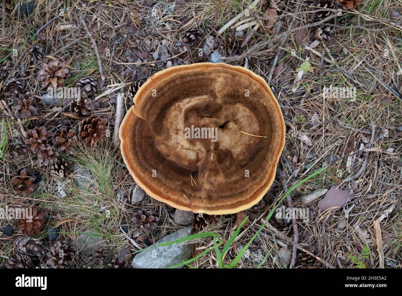 Samtpilz - Phaelolus schweinitzii (Dyers Mazegill) unter Kiefern am Ufer des Loch Rannoch, Perth und Kinross, Schottland, Großbritannien Stockfoto