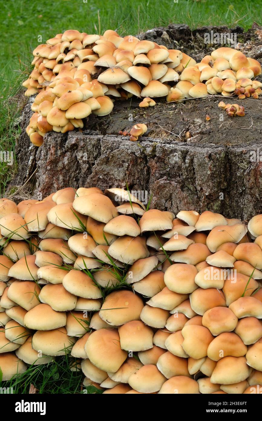 Geclusterte Brittlestem-Pilze - Psathyrella multipedata - auf einem verfaulenden Silberbirkenstumpf in einem Rasen, England Stockfoto