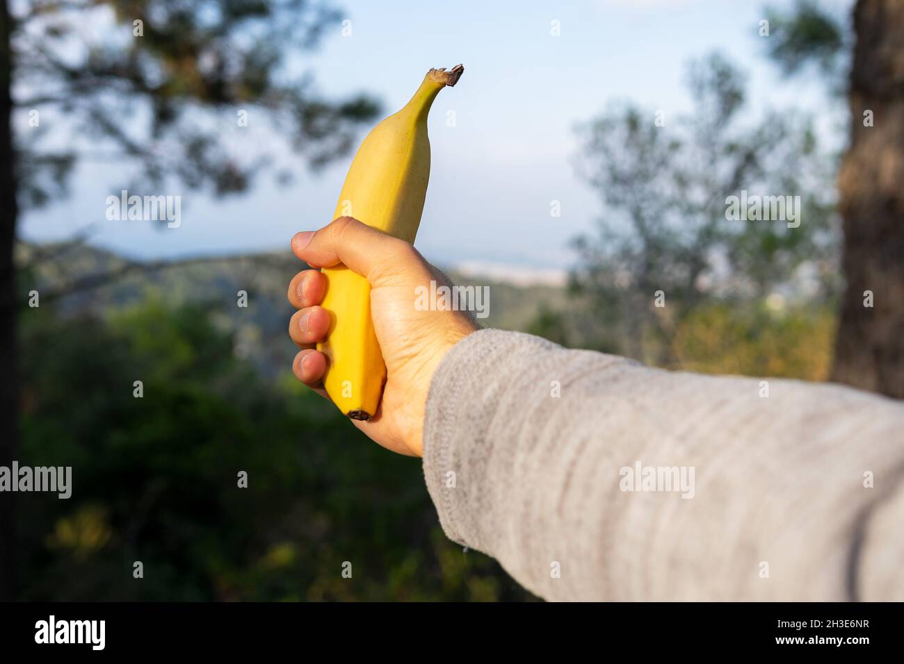 Crop anonyme Person zeigt eine Banane gegen üppig grüne Bäume an sonnigen Tag im Wald Stockfoto