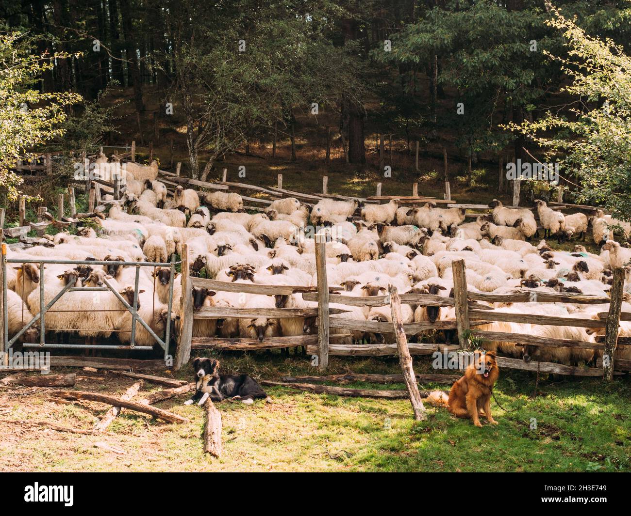 Aufmerksame Hunde, die auf Gras in der Nähe des Holzzauns sitzen und Schafherden auf dem Land bewachen Stockfoto