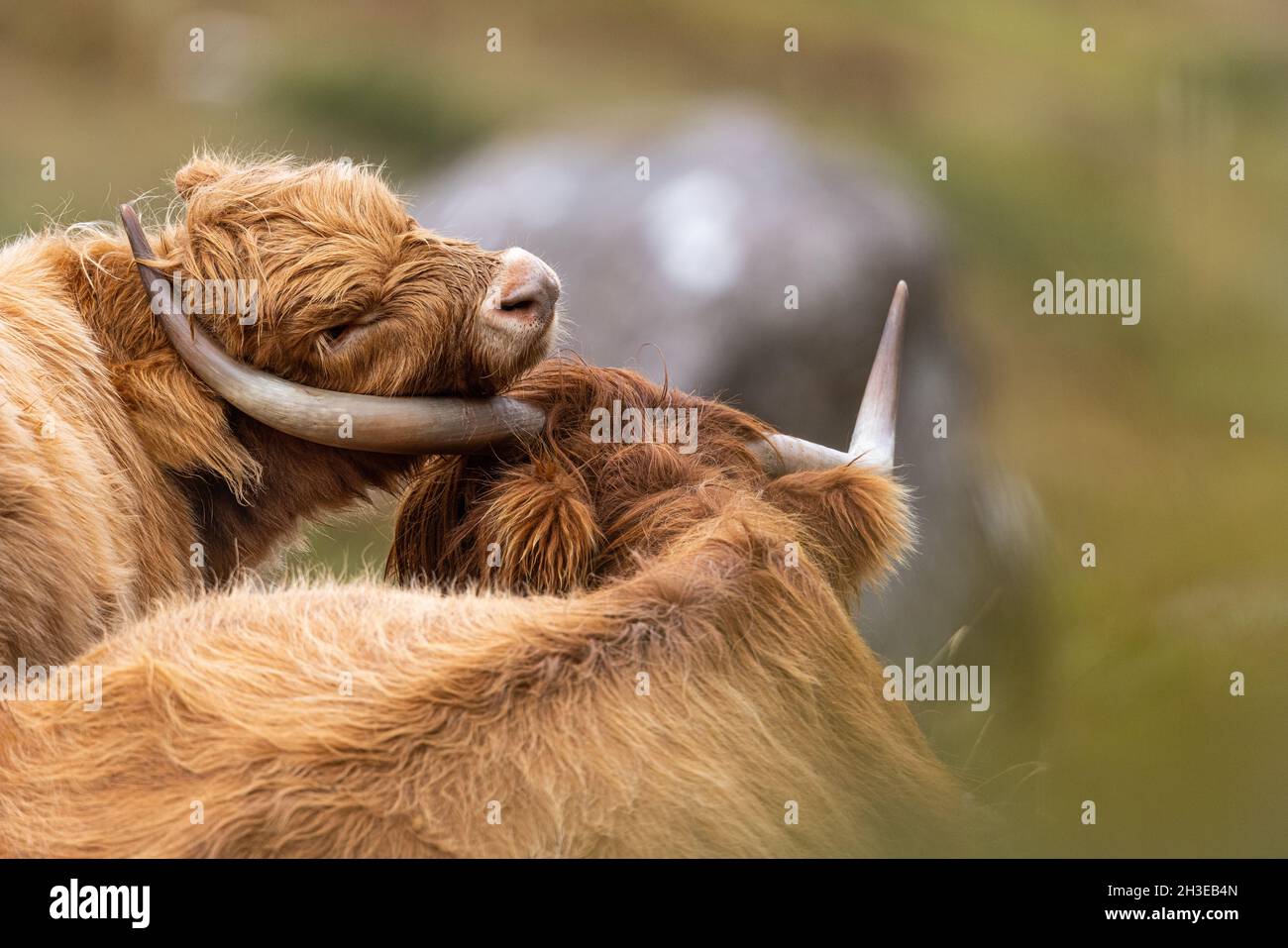 Hochlandrinder in den schottischen Highlands. Stockfoto