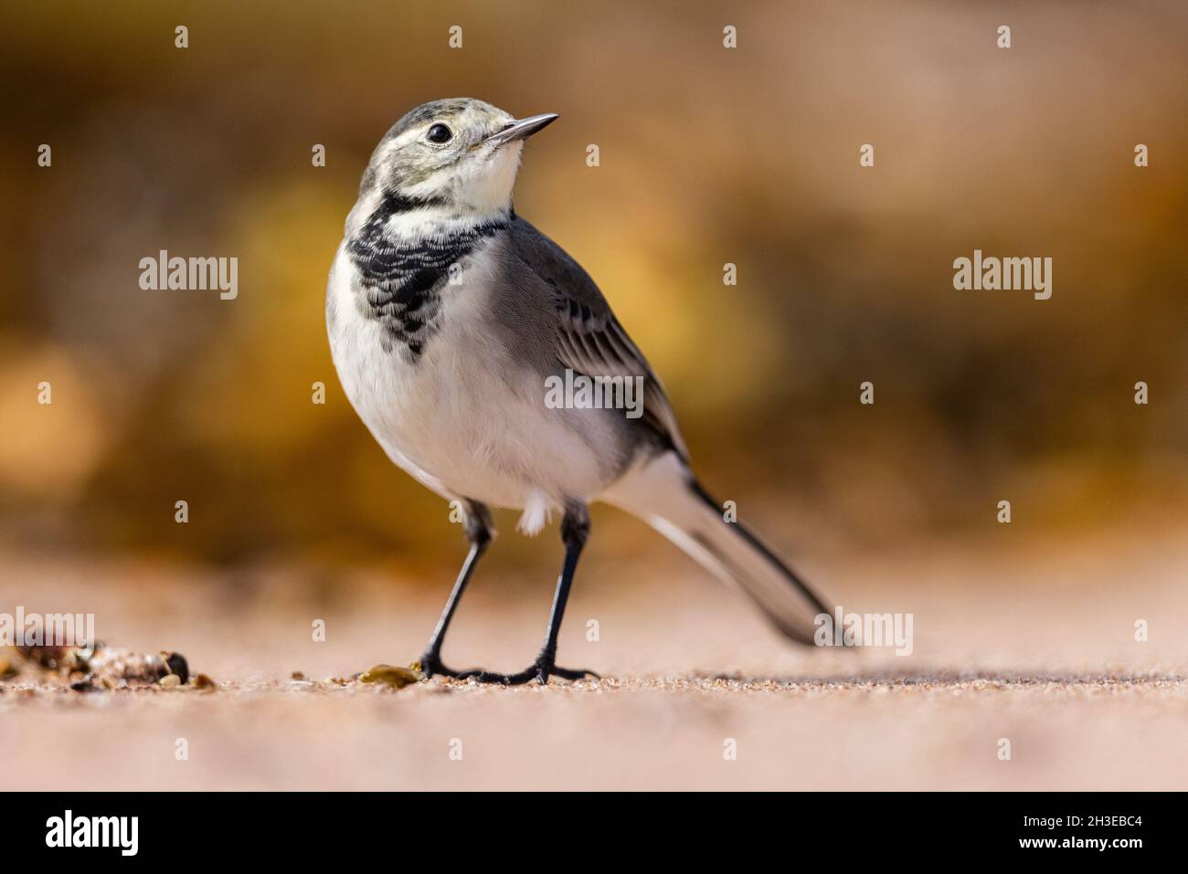 Pied Wagtail auf der Suche nach Nahrung entlang der Uferlinie in Applecross, Schottland. Stockfoto