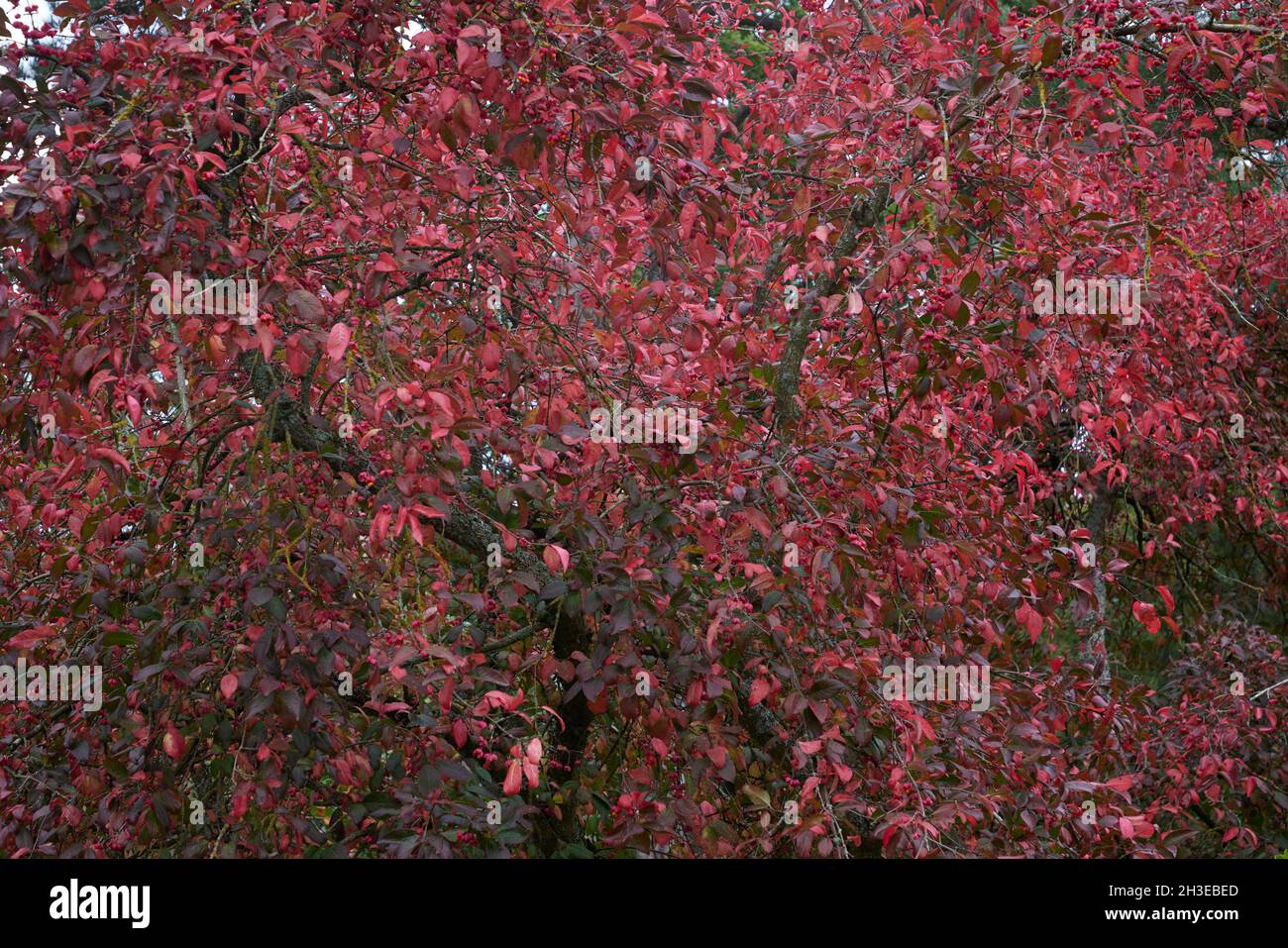Rote Blätter von Euonymus europeus Rote Kaskade im Herbst. Stockfoto
