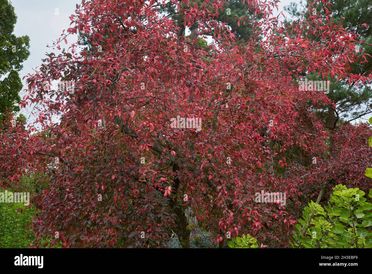 Rote Blätter von Euonymus europeus Rote Kaskade im Herbst. Stockfoto