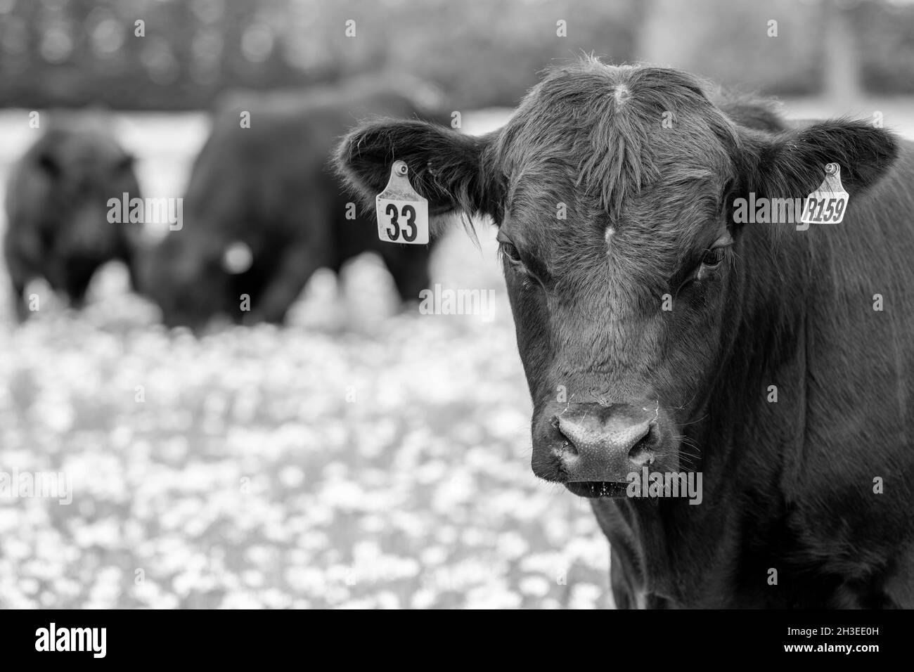 Rinderkühe und Kälber, die in Australien auf Gras grasen. Essen Heu und Silage. Rassen gehören Speckle Park, murray grau, angus, brangus und Milchkühe Stockfoto