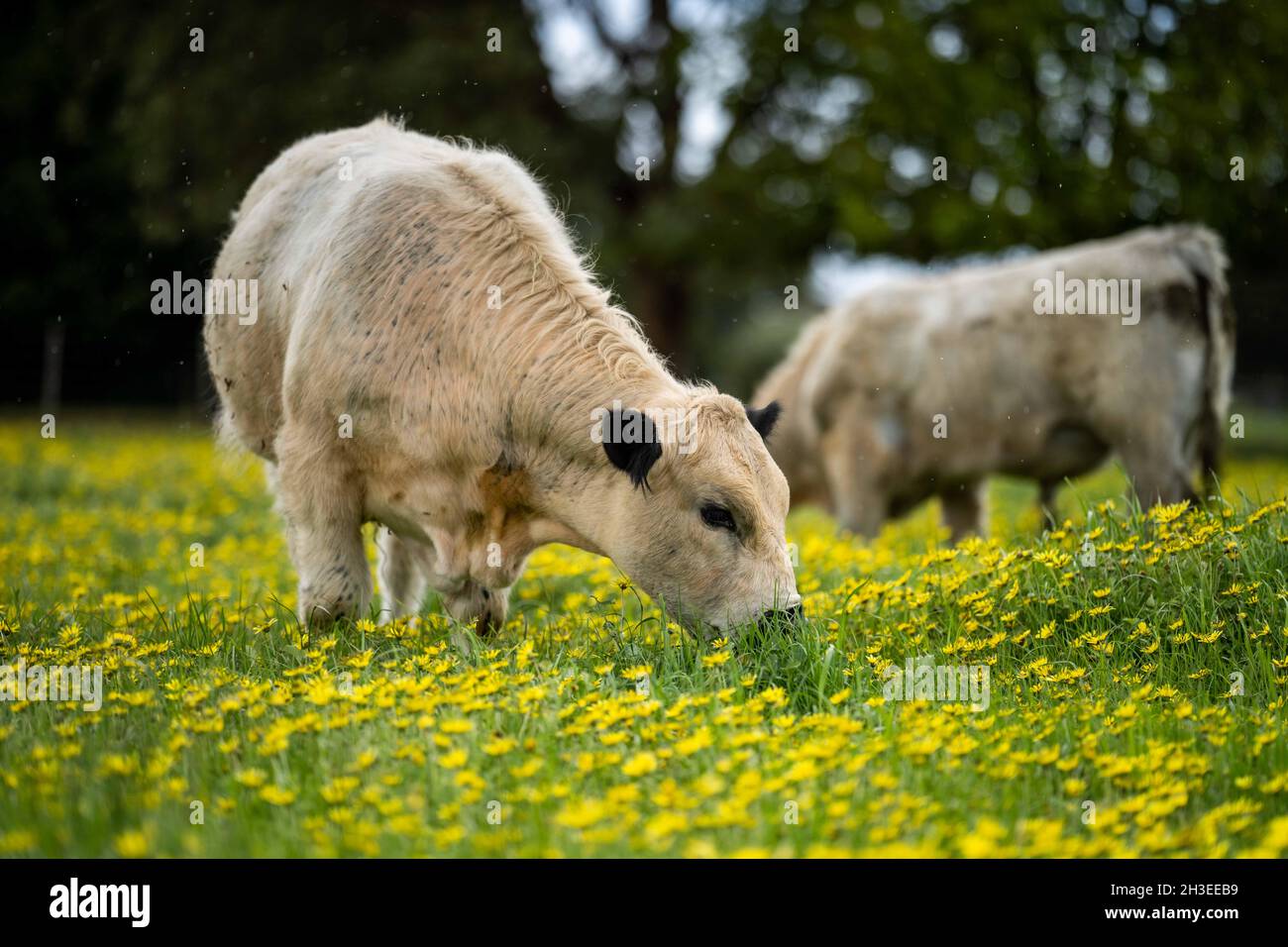 Nahaufnahme von Rinderbullen, Kühen und Kälbern, die auf Gras auf einem Feld in Australien grasen. Rinderrassen umfassen Speckle Park, murray Grey, angus, BH Stockfoto