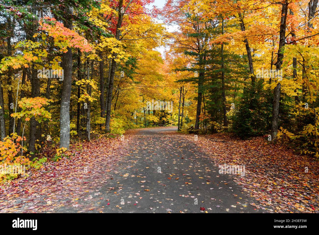 Menschenleere Straße durch einen bunten Wald auf dem Gipfel des Herbstlaubes Stockfoto