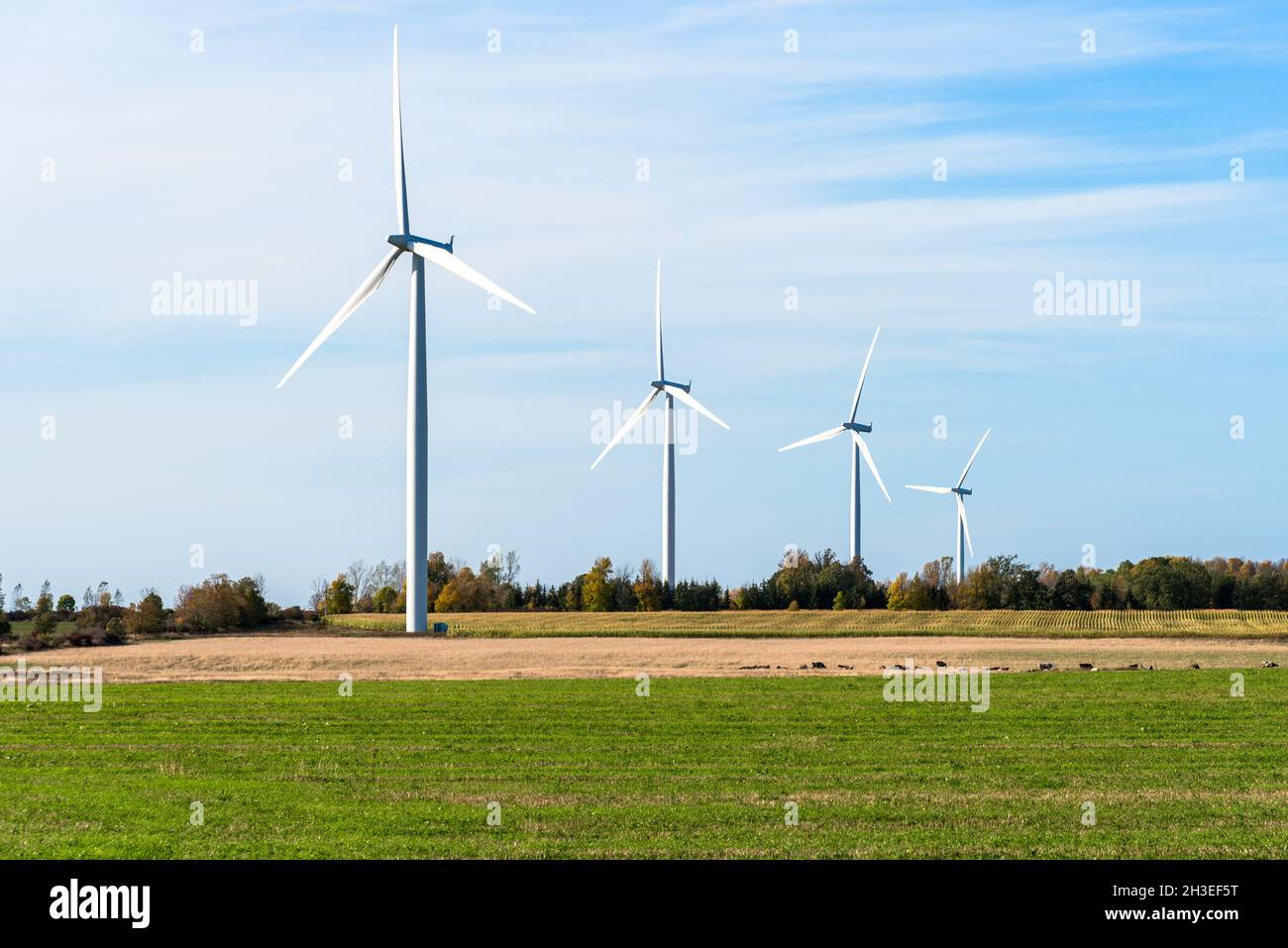 Reihe von Windturbinen auf dem Land an einem teilweise bewölkten Herbsttag. Grasende Kühe sind auf einem Feld sichtbar. Stockfoto