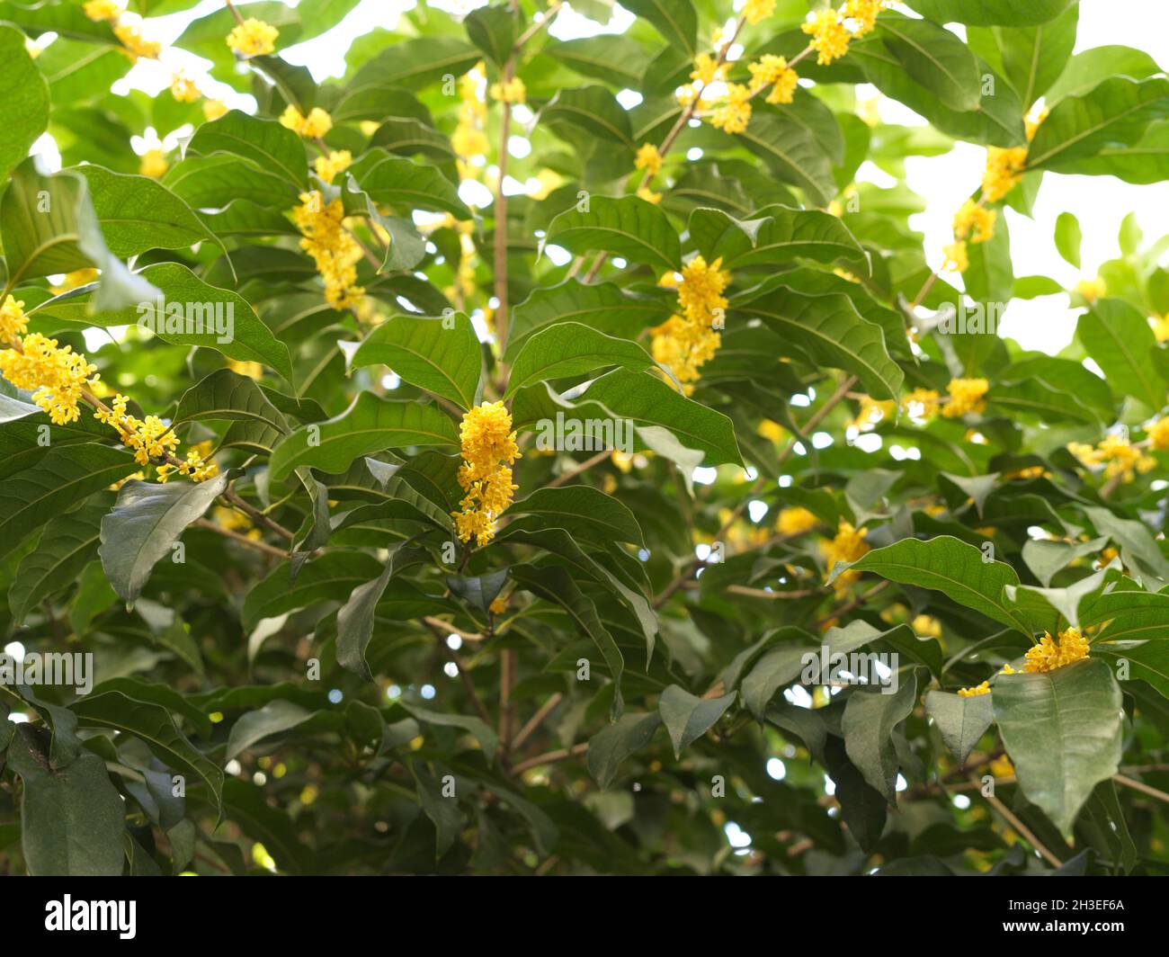 Osmanthus Fragrans Baum in voller Blüte Stockfoto