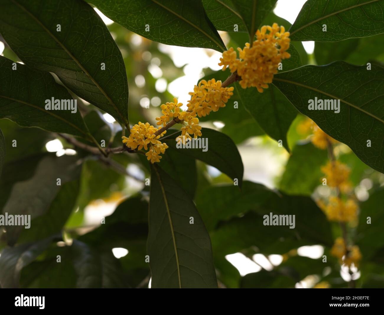 Osmanthus Fragrans Baum in voller Blüte Stockfoto