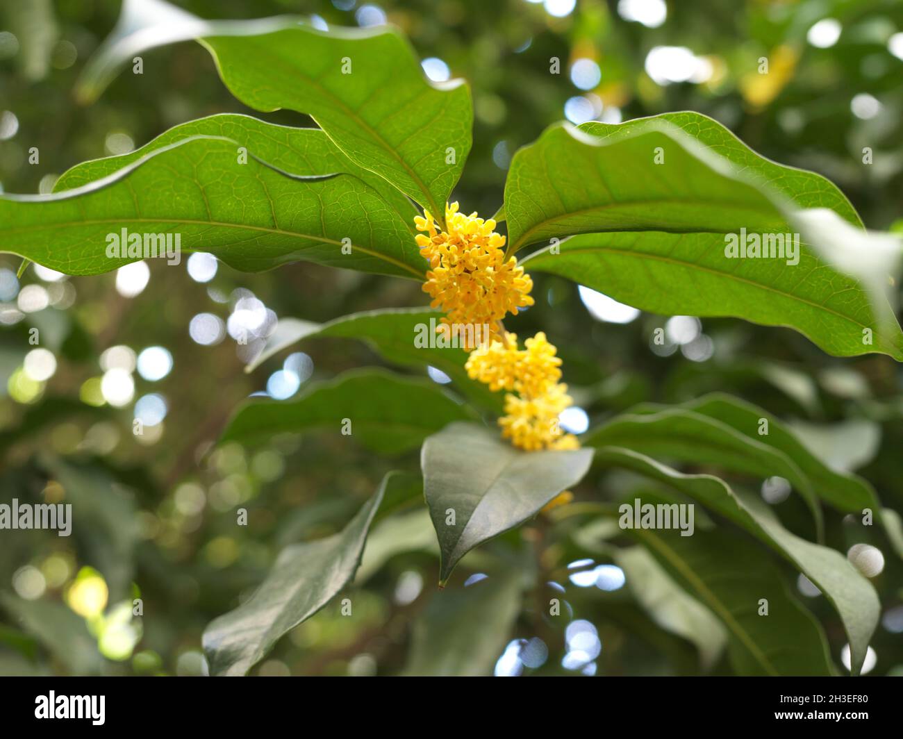 Osmanthus Fragrans Baum in voller Blüte Stockfoto