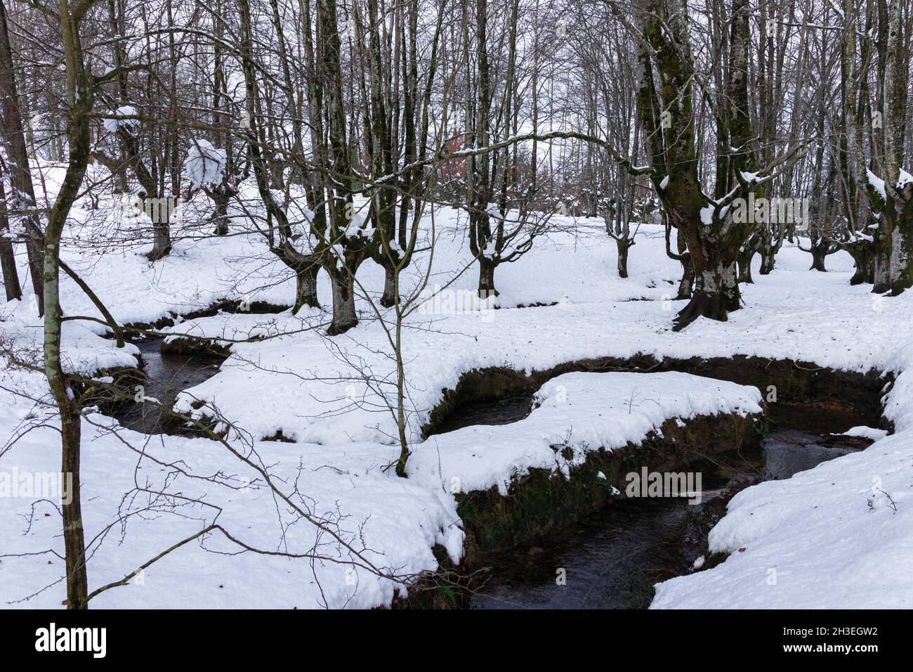Otzarreta Buchenwald im baskenland im verschneiten Winter Stockfoto