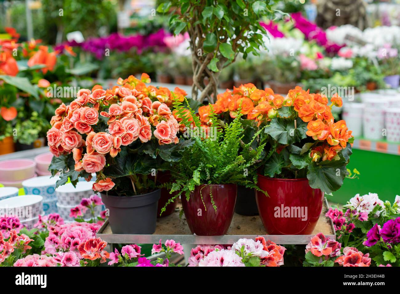 Begonia, Azalea rhododendron und Topffarn. Bltenblume Dekoration fr zu  Hause. Horizontale Fotografie einer Topfpflanze Stockfotografie - Alamy