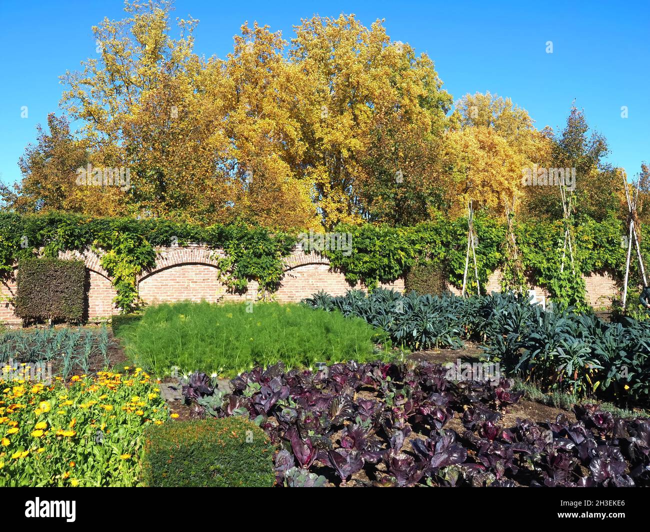 Schöner und gepflegter Gemüsegarten im Herbst Stockfoto