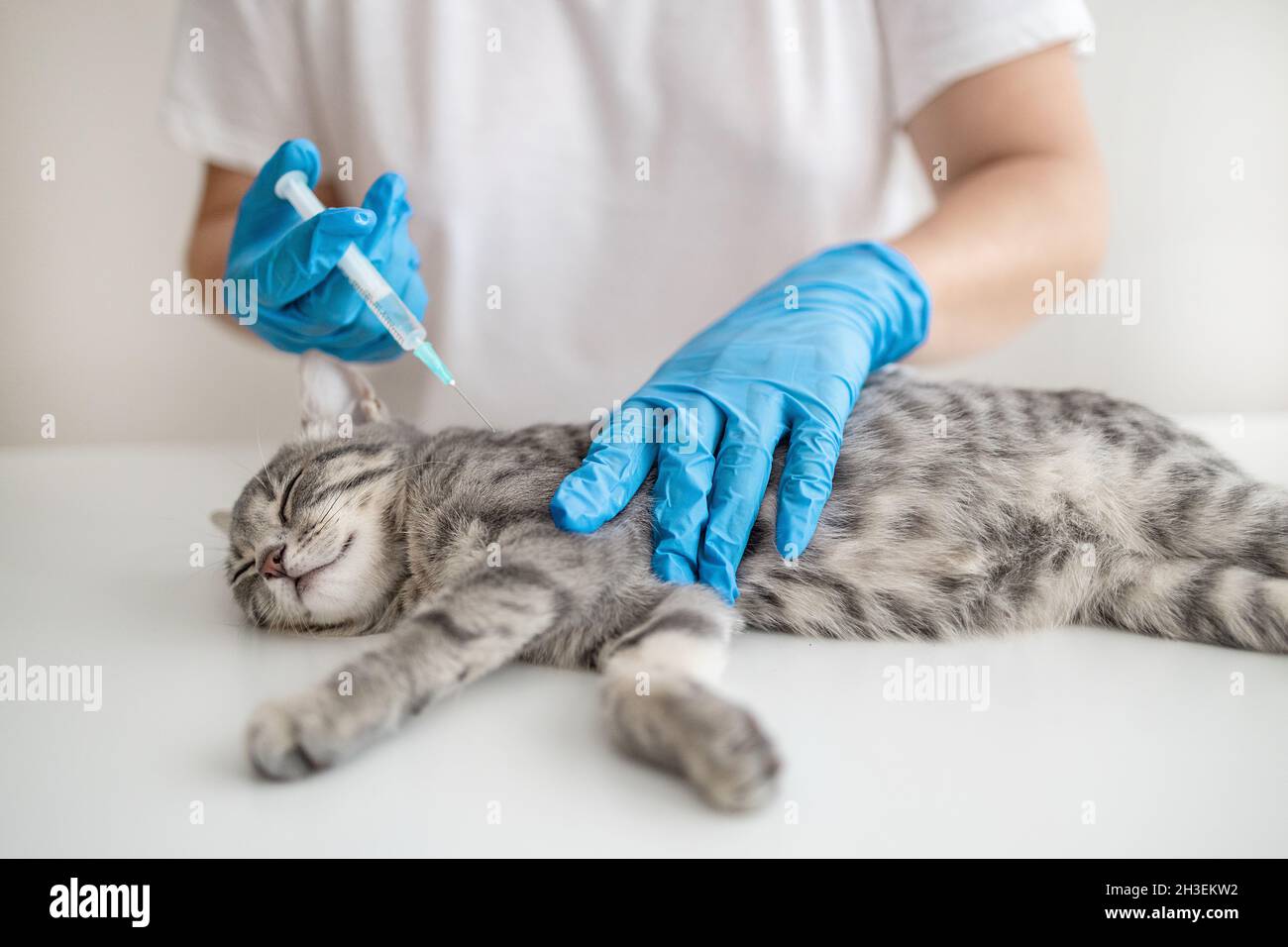 Tierarzt Arzt oder Krankenschwester in einem medizinischen Gummihandschuh macht eine Injektion mit einem Medikament zur Prävention von Krankheiten. Stockfoto