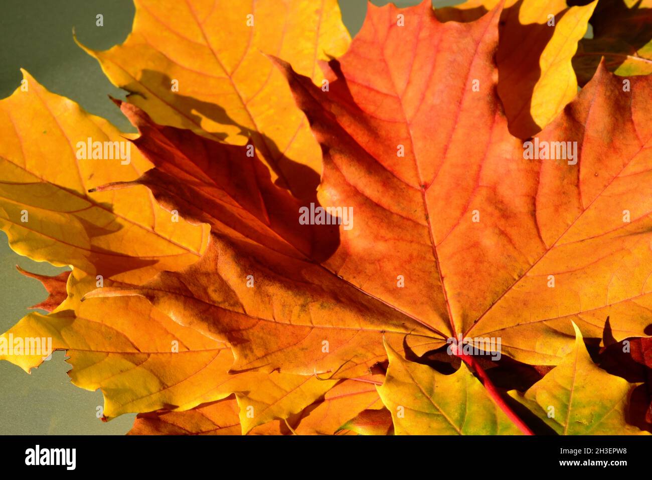 Hellrote, orange und gelbe Ahornblätter in Makroansicht. Herbstfarben-Konzept. Isoliert auf Glasoberfläche. Herbststimmung. Abstrakte Ansicht. Natur und Pflanze Stockfoto
