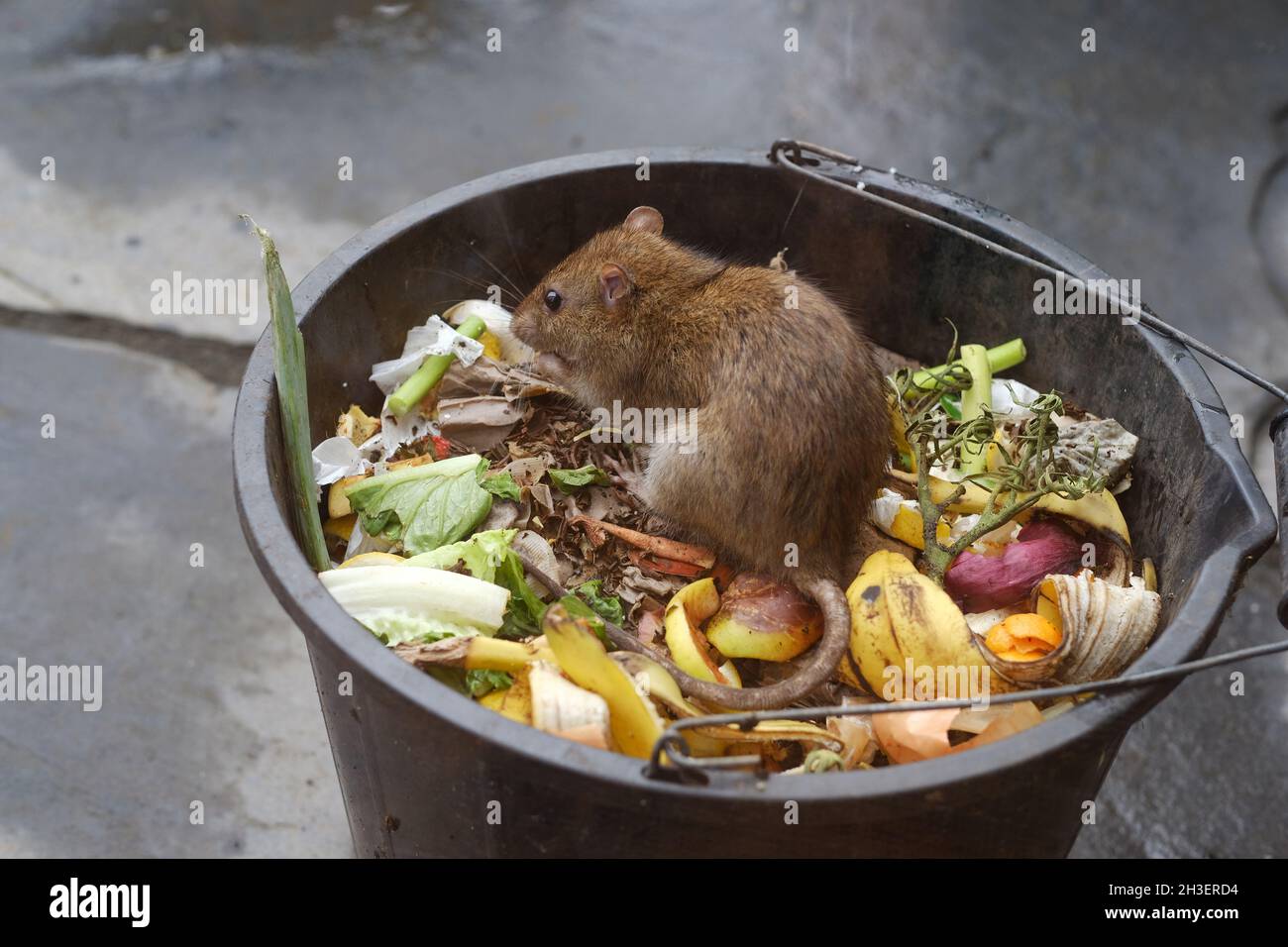 Eine Ratte, die in einem Komposteimer, Eimer, isst. Stockfoto