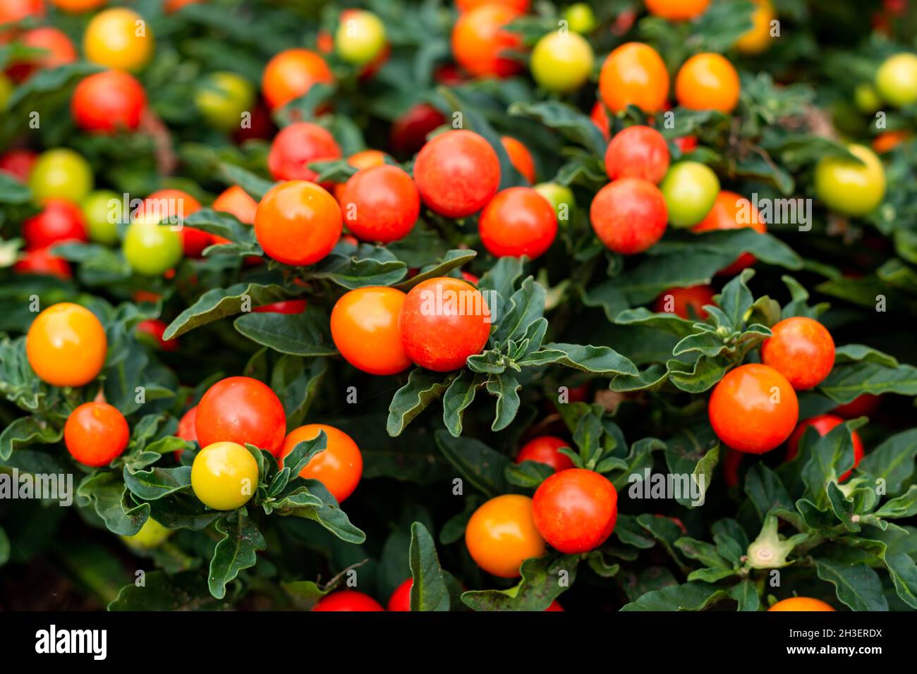 Winterkirsche oder Jerusalemer Kirsche Zierpflanze für Weihnachten mit leuchtend roten Beeren. Solanum Pseudocapsicum Hintergrund Stockfoto