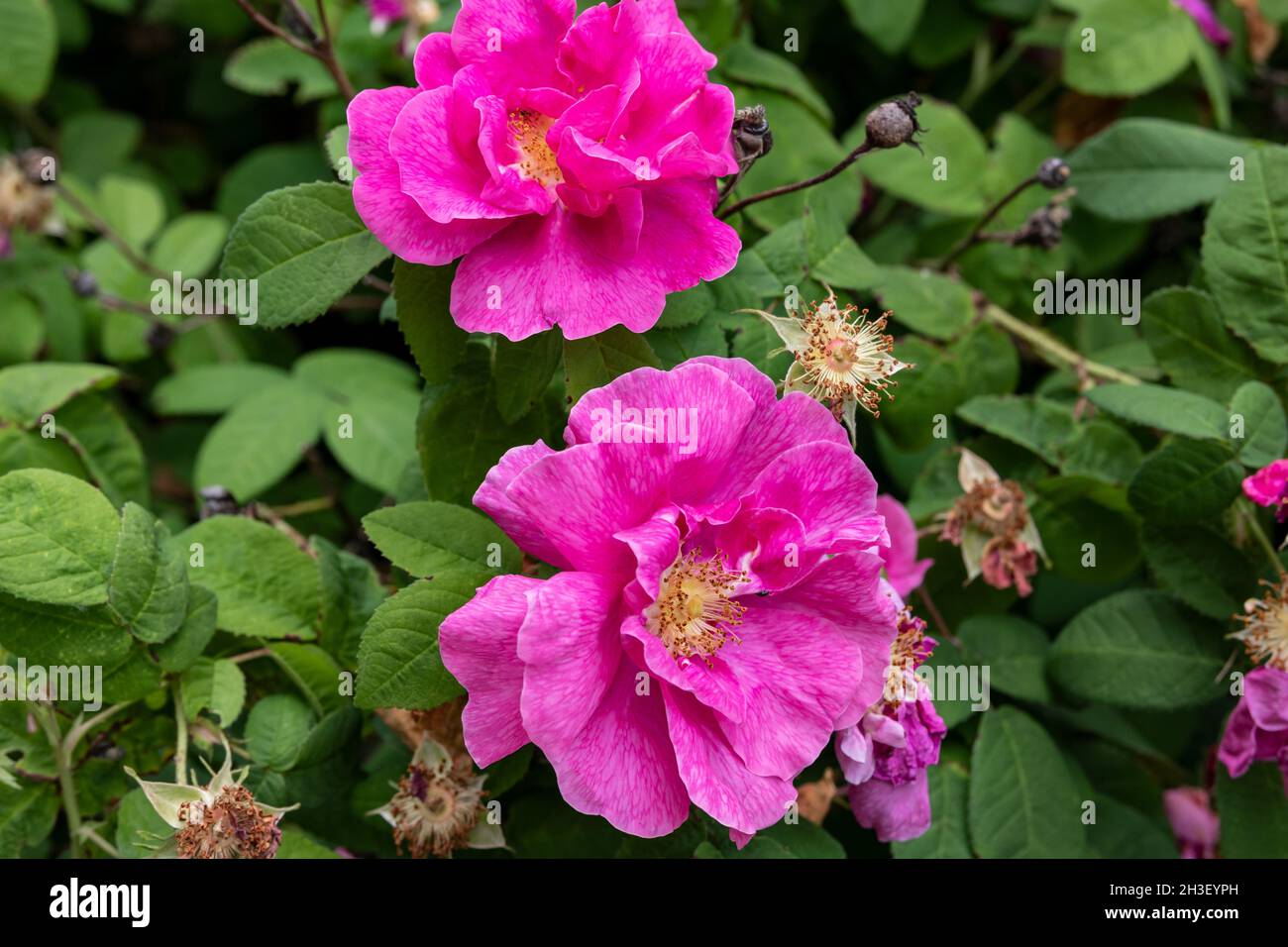 Rosa Kartoffelrose im Sommer Stockfoto
