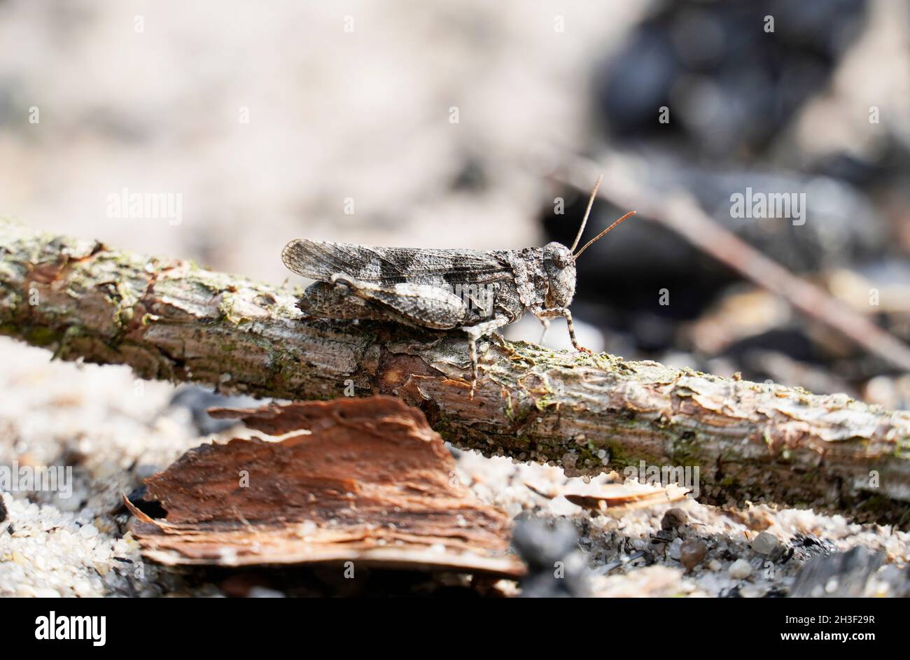 Blauflügelinsekt, Ödipoda caerulescens. Seitliche Nahaufnahme des Insekts. Braune Heuschrecke Stockfoto