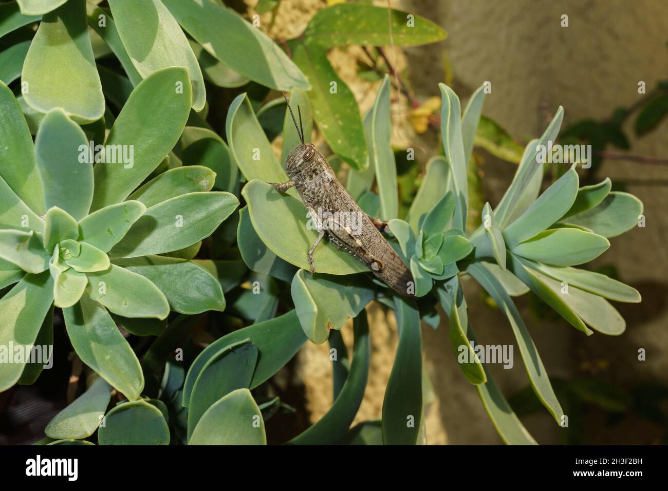 Anacridium aegyptium (ägyptische Heuschrecke oder ägyptische Heuschrecke, Familie: Acrididae) auf Sukulenten. Stockfoto