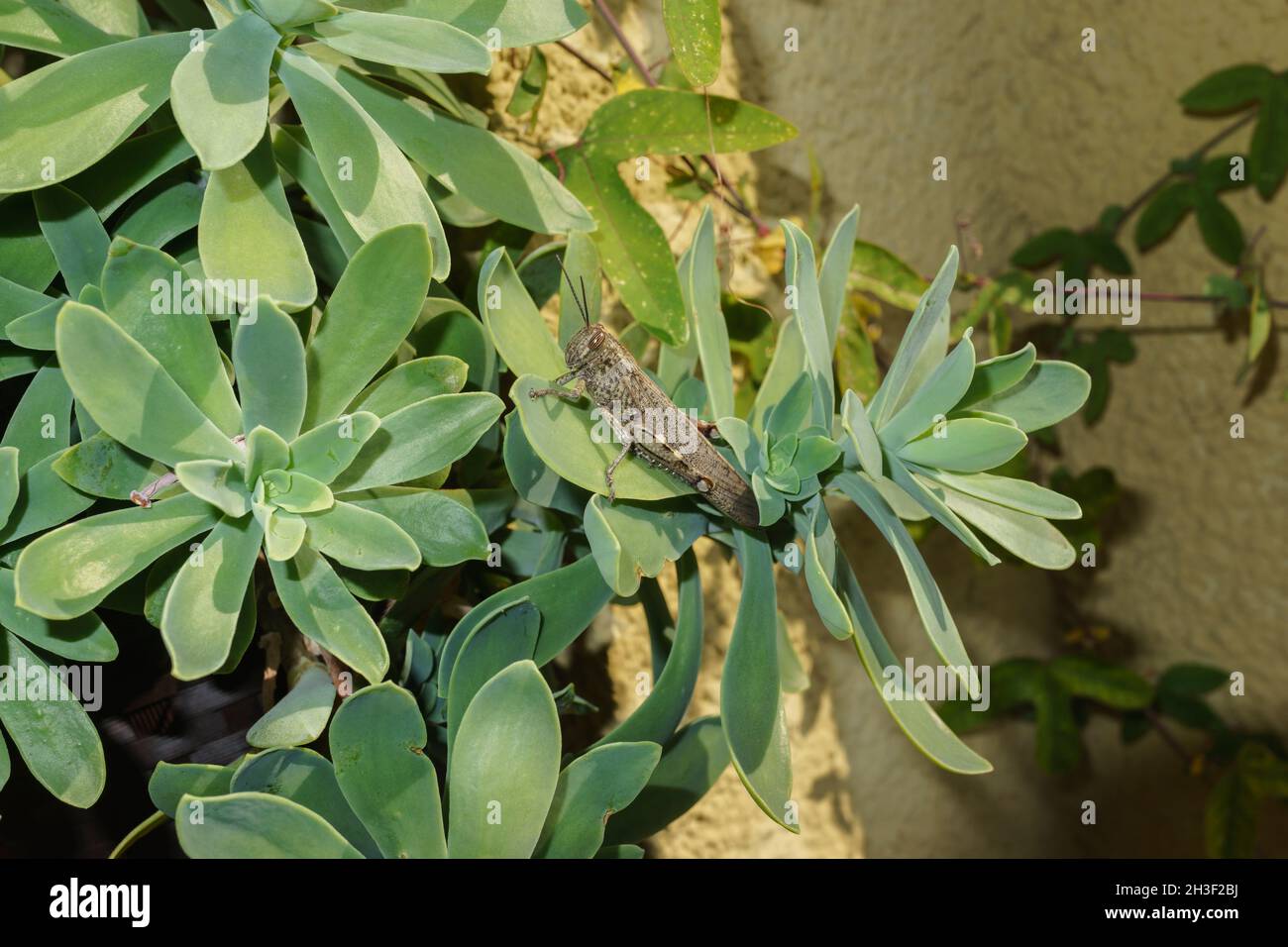 Anacridium aegyptium (ägyptische Heuschrecke oder ägyptische Heuschrecke, Familie: Acrididae) auf Sukulenten. Stockfoto