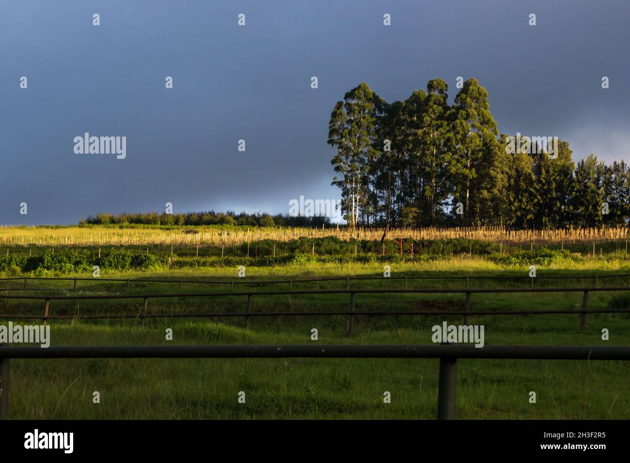 Eukalyptusbäume am Horizont, im goldenen Spätnachmittagssonne, gegen einen ominösen blau-grauen stürmischen Himmel, Haenertsberg, Südafrika Stockfoto