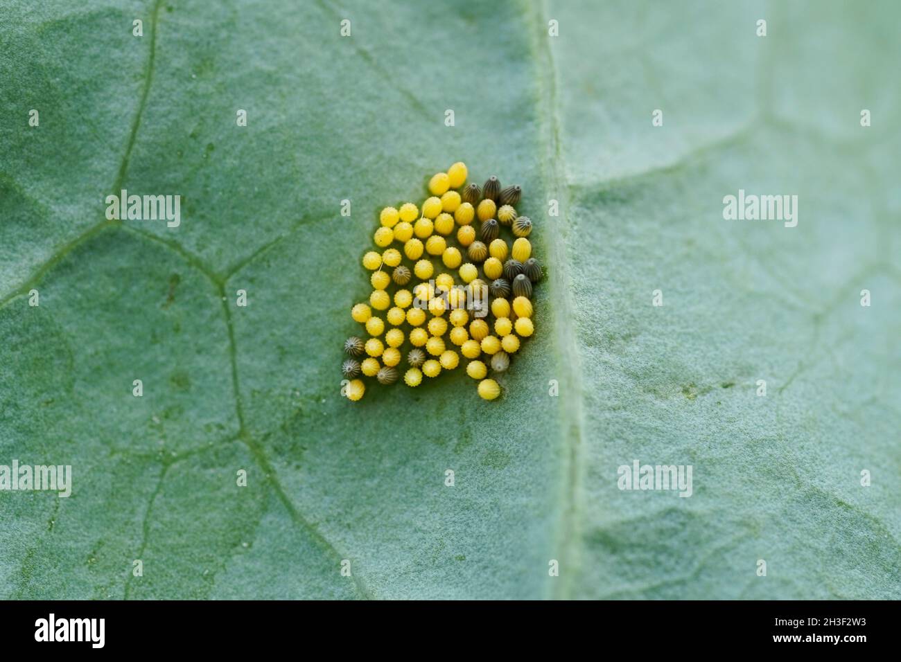 Kohl weiße Schmetterlingseier auf einem Kohlrabi-Blatt. Gelbe Insekteneier in Nahaufnahme. Schädlinge im Gemüsefleck. Stockfoto