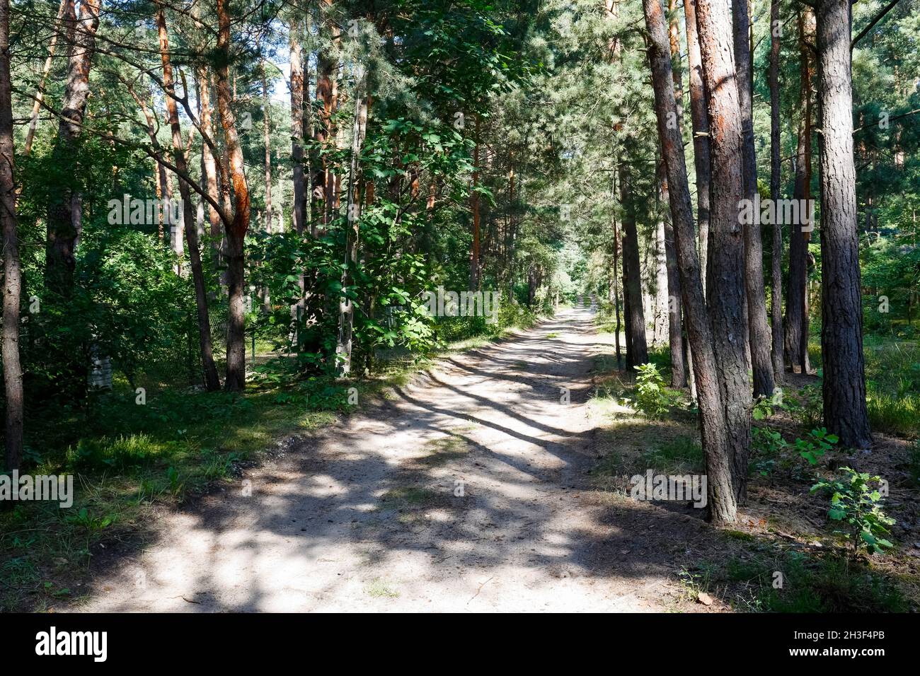 Eine unbefestigte Straße führt durch den Wald zwischen vielen Kiefern und anderen Bäumen. Es ist ein Fragment eines ausgedehnten Waldgebietes in der Nähe des Dorfes Wilga in Polen. Stockfoto