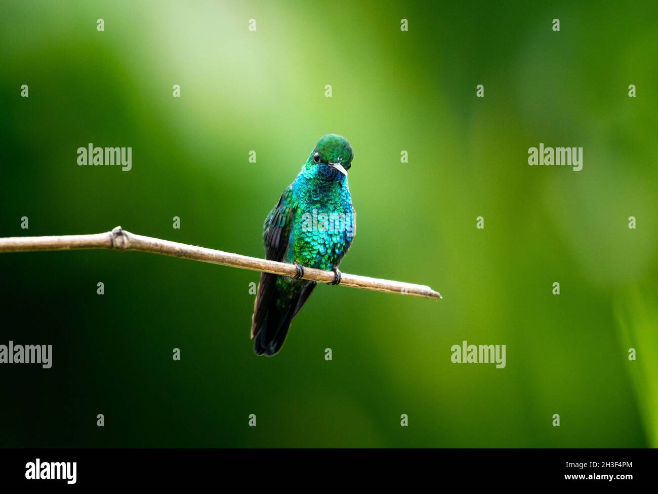 Ein brillantes, glitzerndes Porträt eines blaukinnigen Saphir-Kolibris, Chlorestes notata, das mit einem Sonnenstrahl auf ihn herabstrahlt. Stockfoto