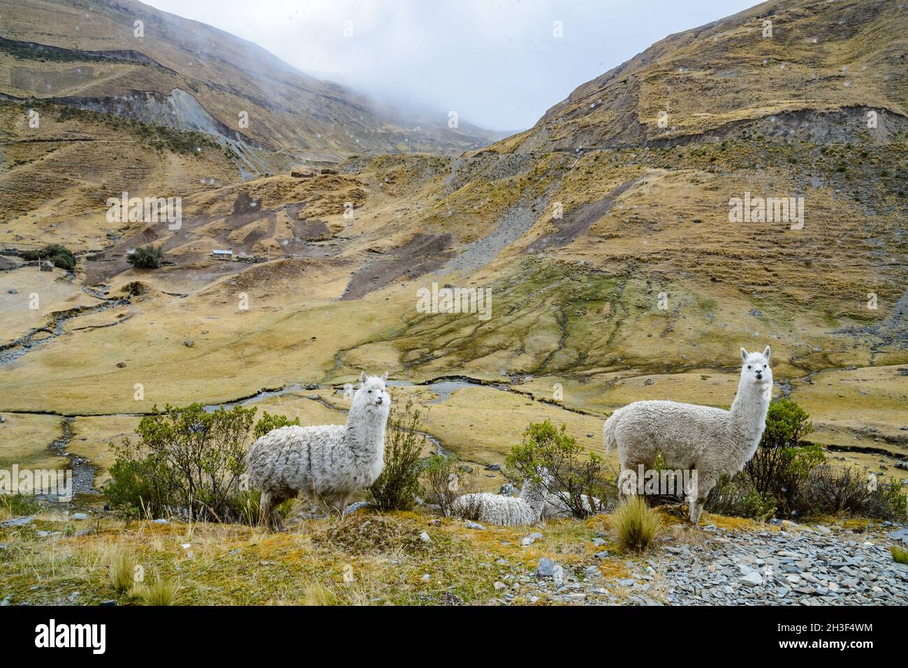 Lamas (Lama glama) grasen an einem nebligen Tag in den hohen Anden. Cuzco, Peru. Stockfoto