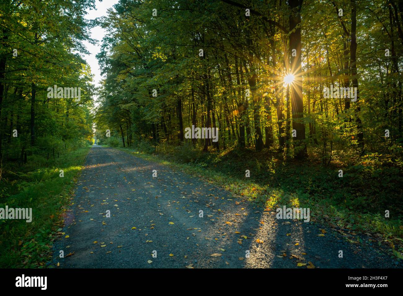 Die Straße durch den Wald und die Sonne zwischen den Bäumen Stockfoto