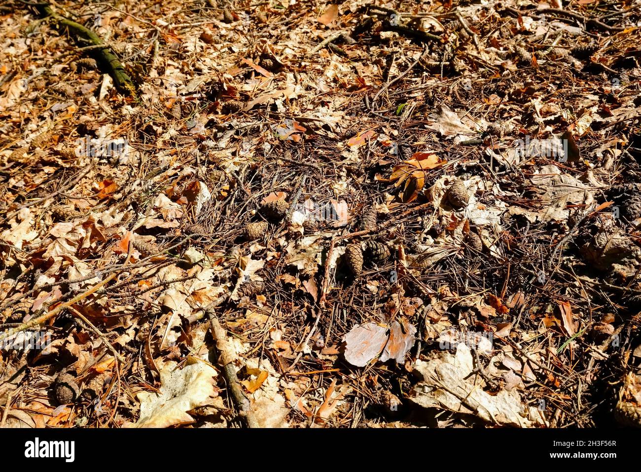 Waldstreu mit natürlichem Zeug, was auf dem Boden in einem Wald liegt. Stockfoto