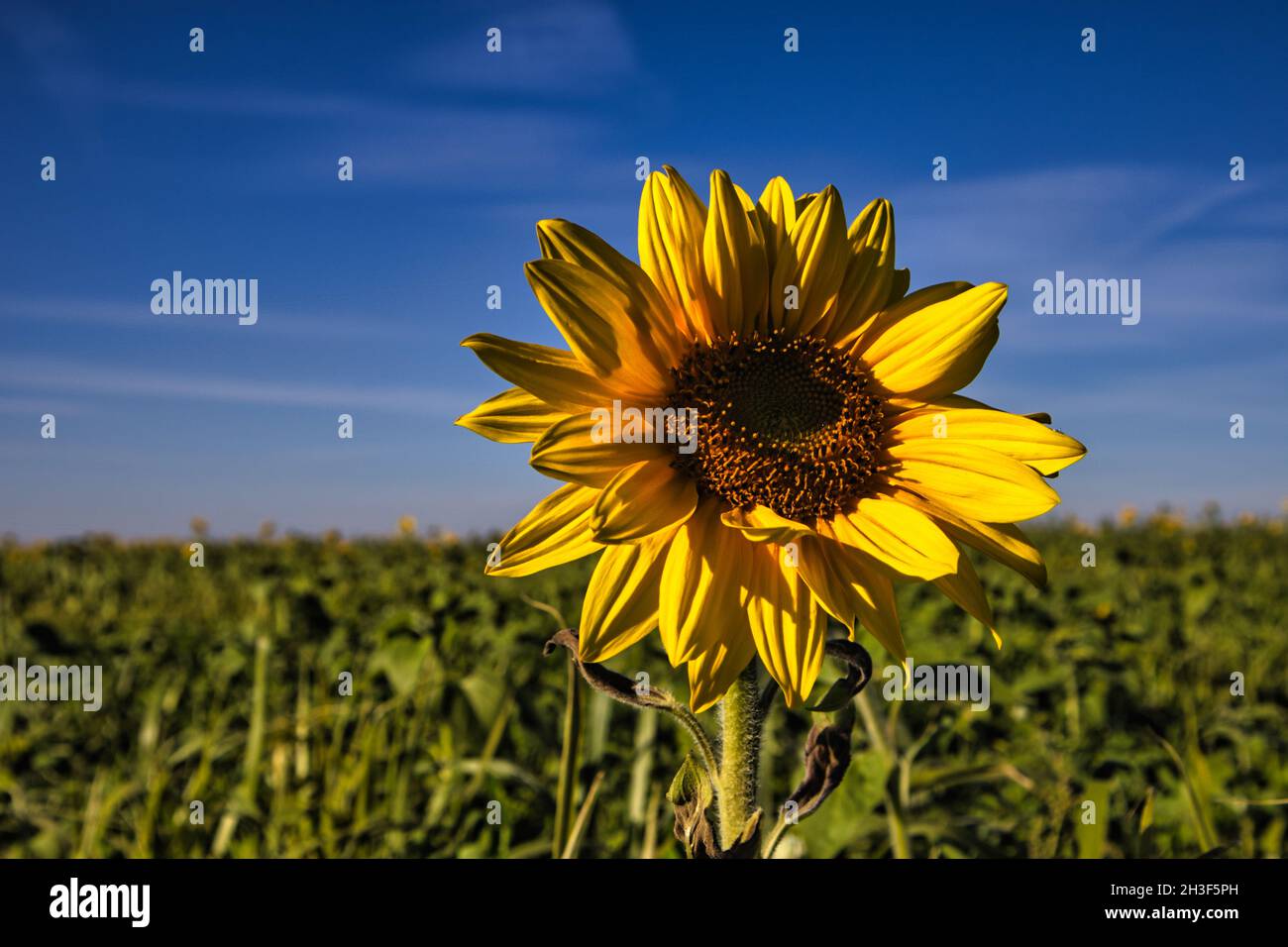 Sonnenblume im Fokus in einem Bauernfeld von Sonnenblumen mit blauem Himmel Stockfoto
