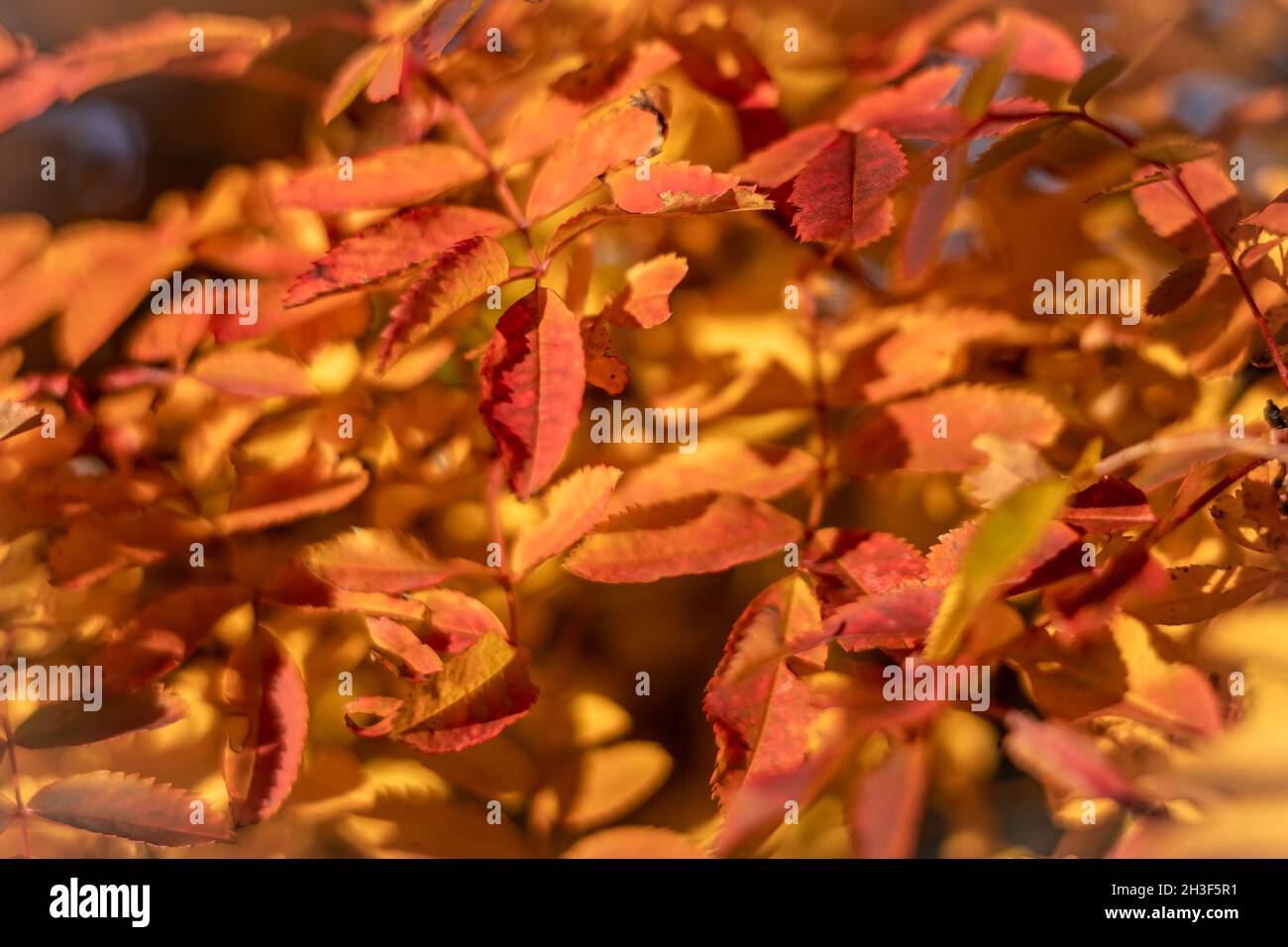 Bunte Herbstblätter als Hintergrund. Stockfoto