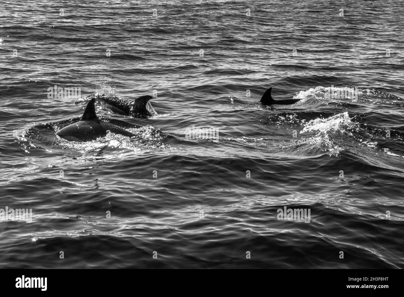 Gruppe von Delfinen, die vor der Küste der Insel São José auf den Azoren schwimmen. Stockfoto