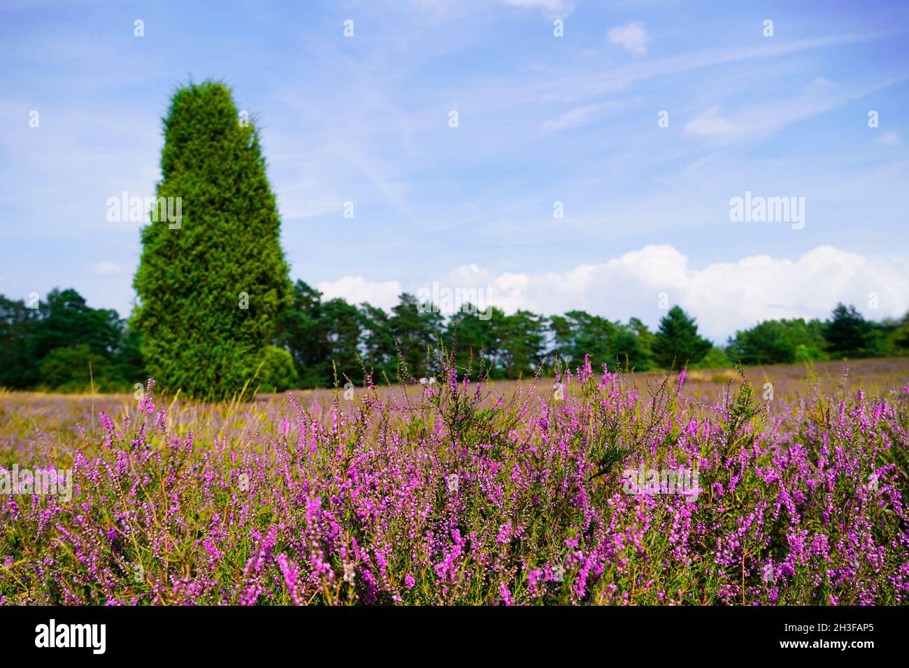 Heide der Misselhorn Heide bei Hermannsburg. Naturpark. Südheide. Landschaft mit blühenden Heidepflanzen in der Nähe der Lüneburger Heide. Stockfoto