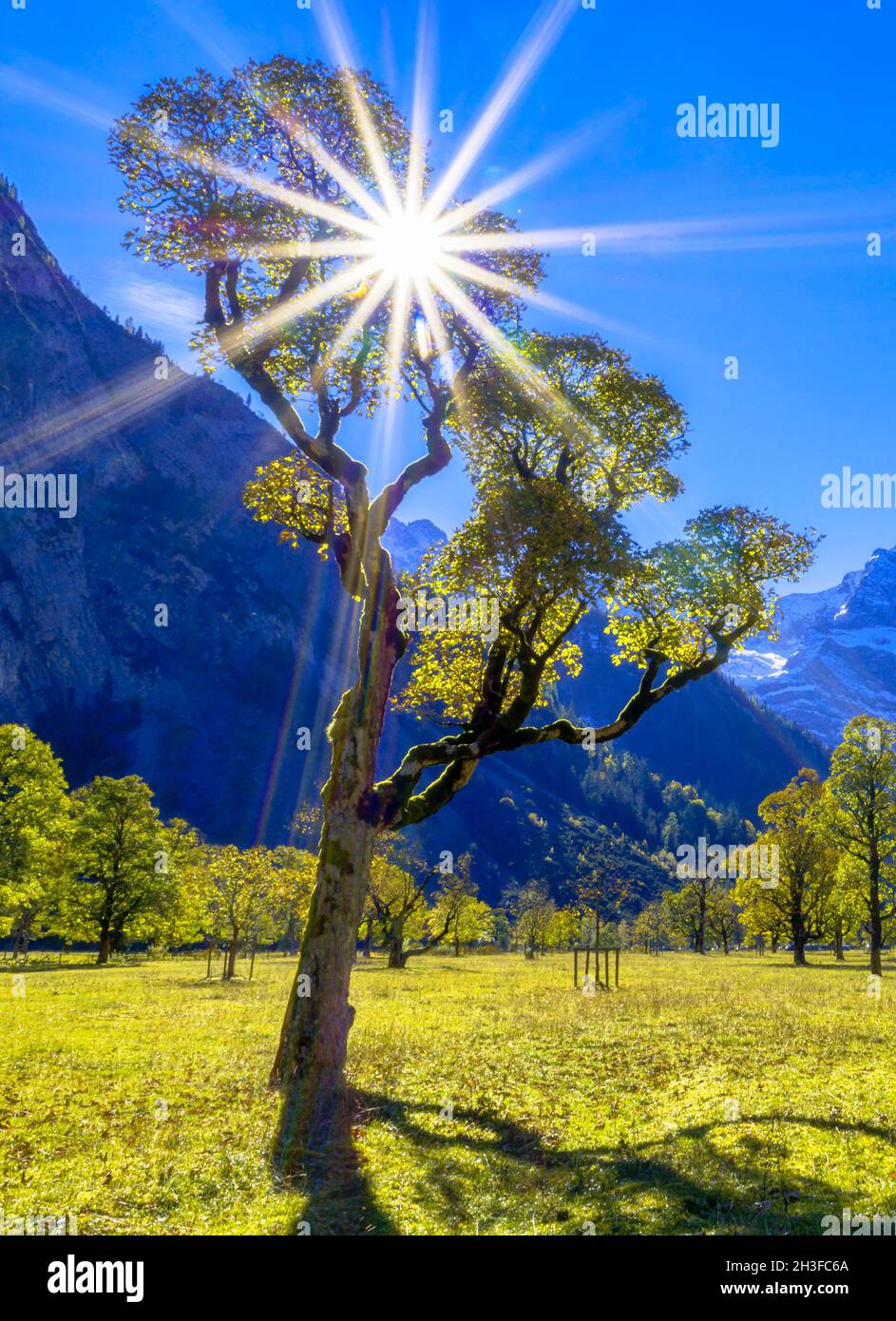 Ahornbaum (Acer) im Hintergrund, Herbst, Grosser Ahornboden, eng, Vomp, Hinterriss, Tirol, Österreich, Europa Stockfoto