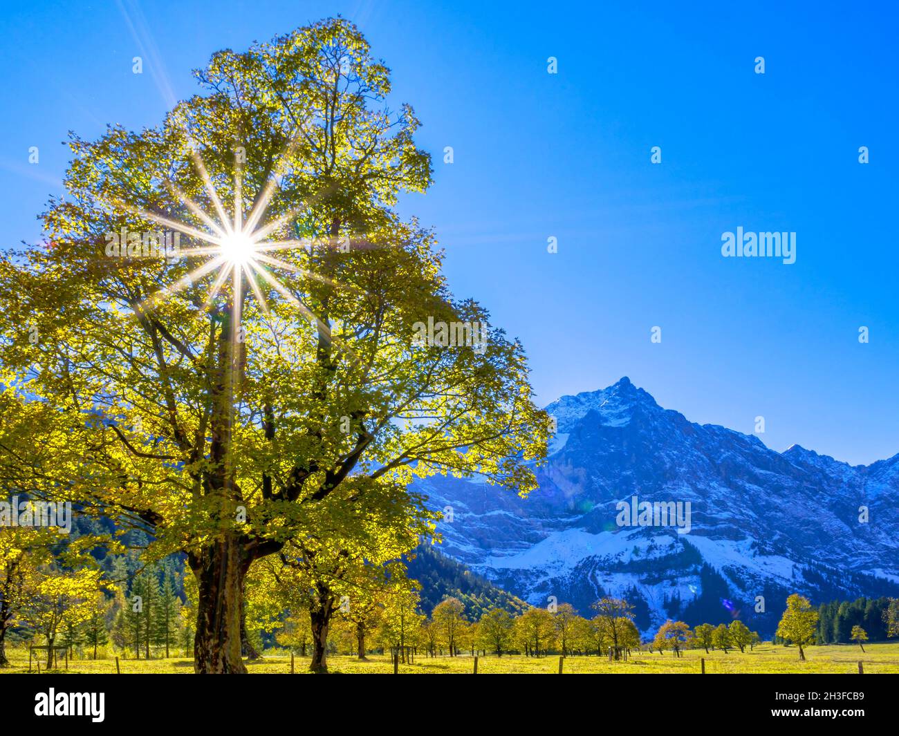 Ahornbaum (Acer) im Hintergrund, Herbst, Grosser Ahornboden, eng, Vomp, Hinterriss, Tirol, Österreich, Europa Stockfoto