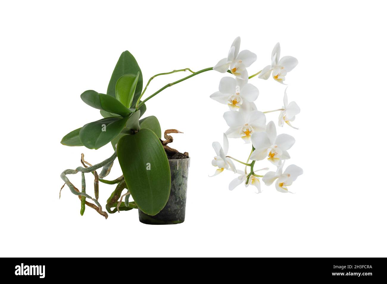 Nahaufnahme der weißen Orchidee. Orchideenisolat. Stockfoto