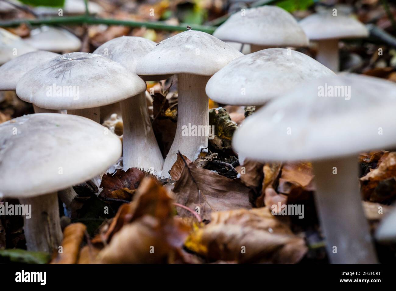 Getrübte Agarpilze (Clitocybe nebularis), Großbritannien. Stockfoto