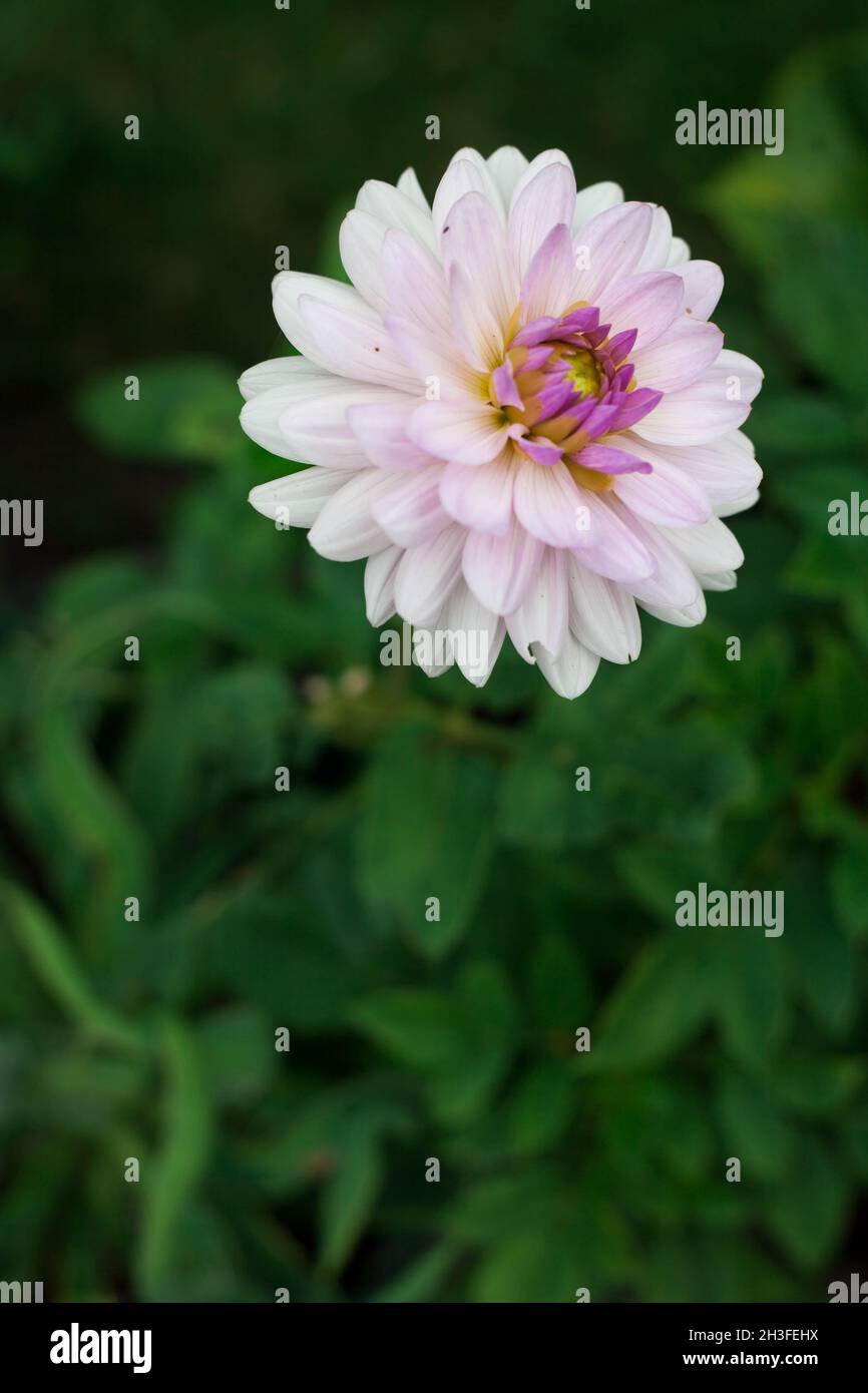 Blühende rosa Kugel-Dahlien im Garten Stockfoto