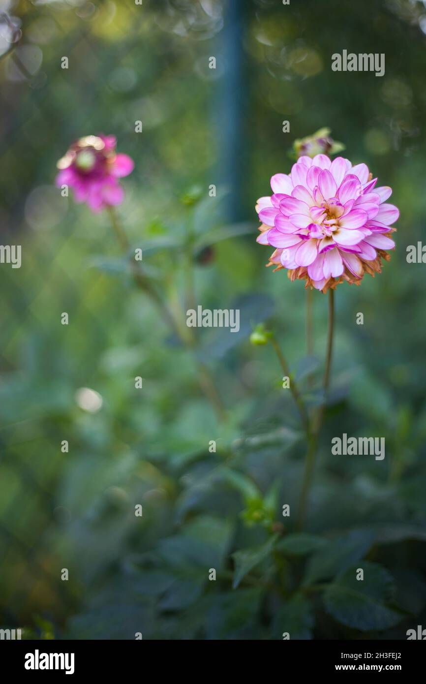 Blühende rosa Kugel-Dahlien im Garten Stockfoto