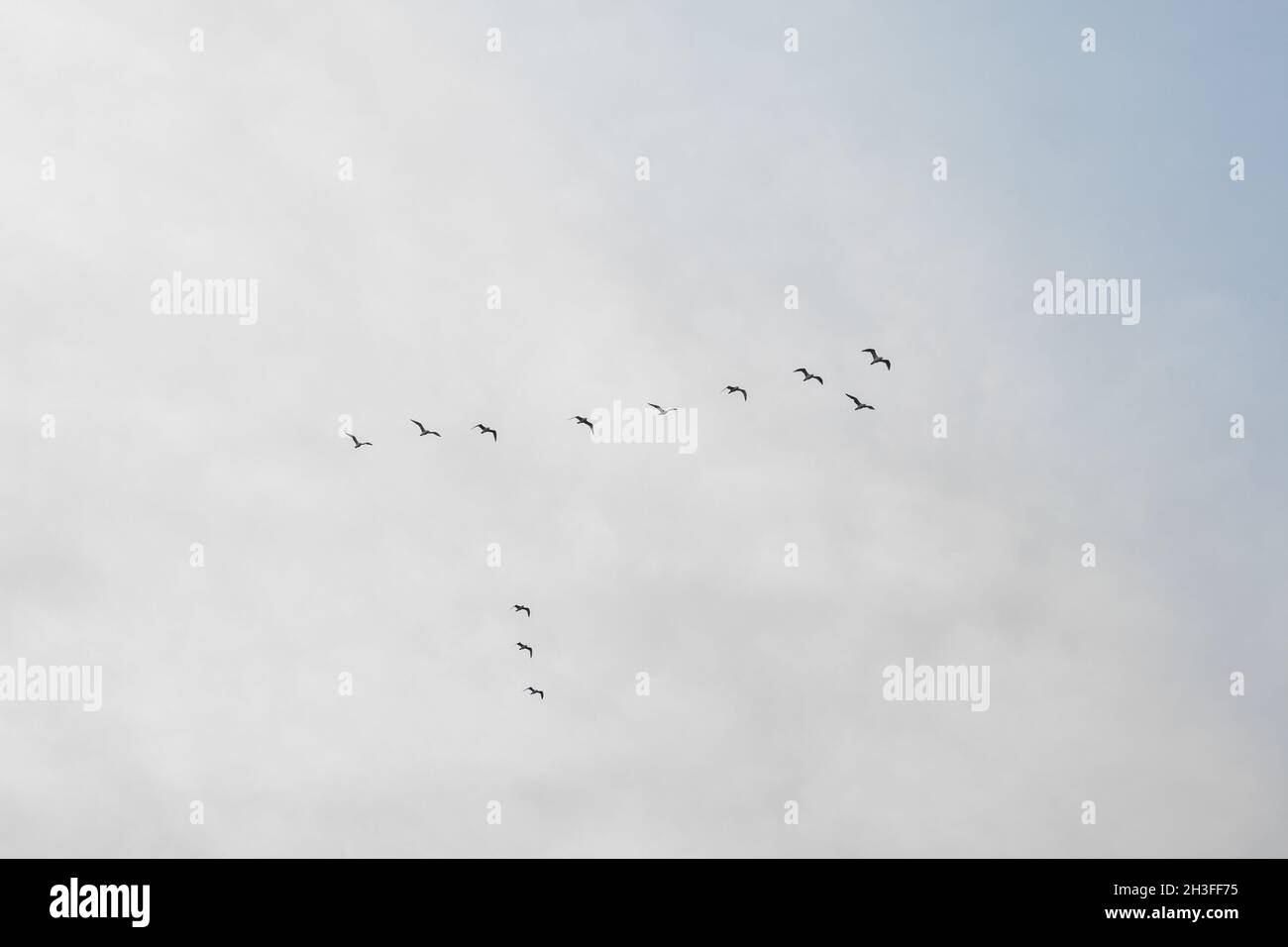 Vogelhaufen am Himmel. Herbstbeginn und Schwarm von Enten, die am Himmel fliegen, isoliert auf weißem Hintergrund Stockfoto