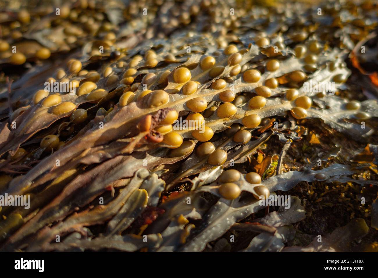 Nahaufnahme von Blasentang-Algen mit Luftbläschen Stockfoto