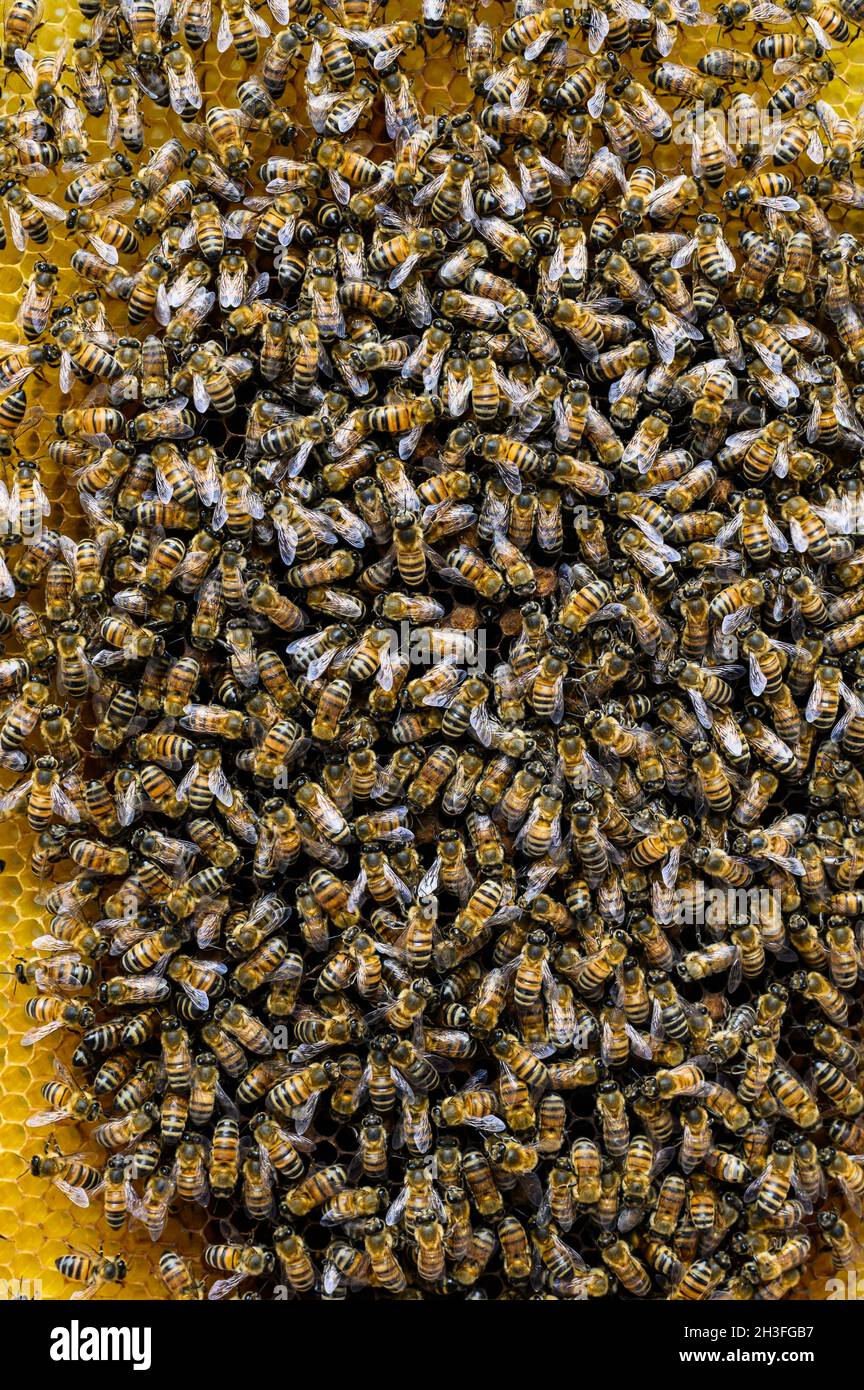 Gruppe von Bienen in ihrem natürlichen Lebensraum Stockfoto