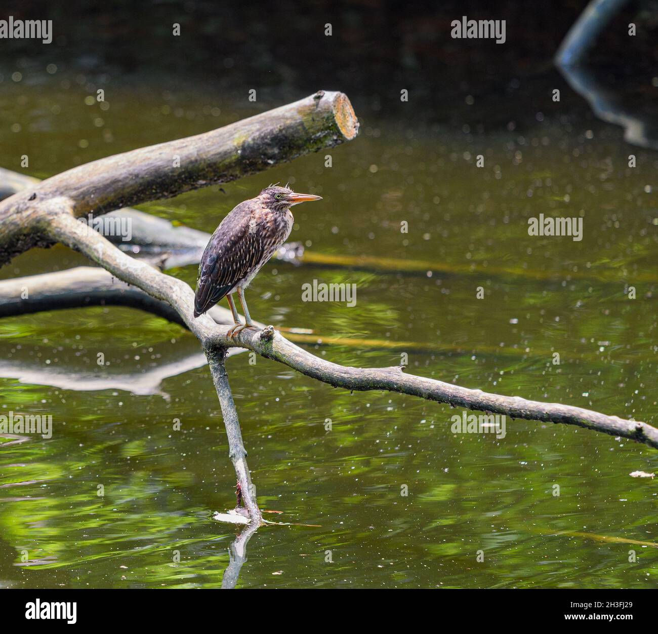 Jungtier Schwarzer Nachtreiher auf einem gefallenen Baumzweig Stockfoto