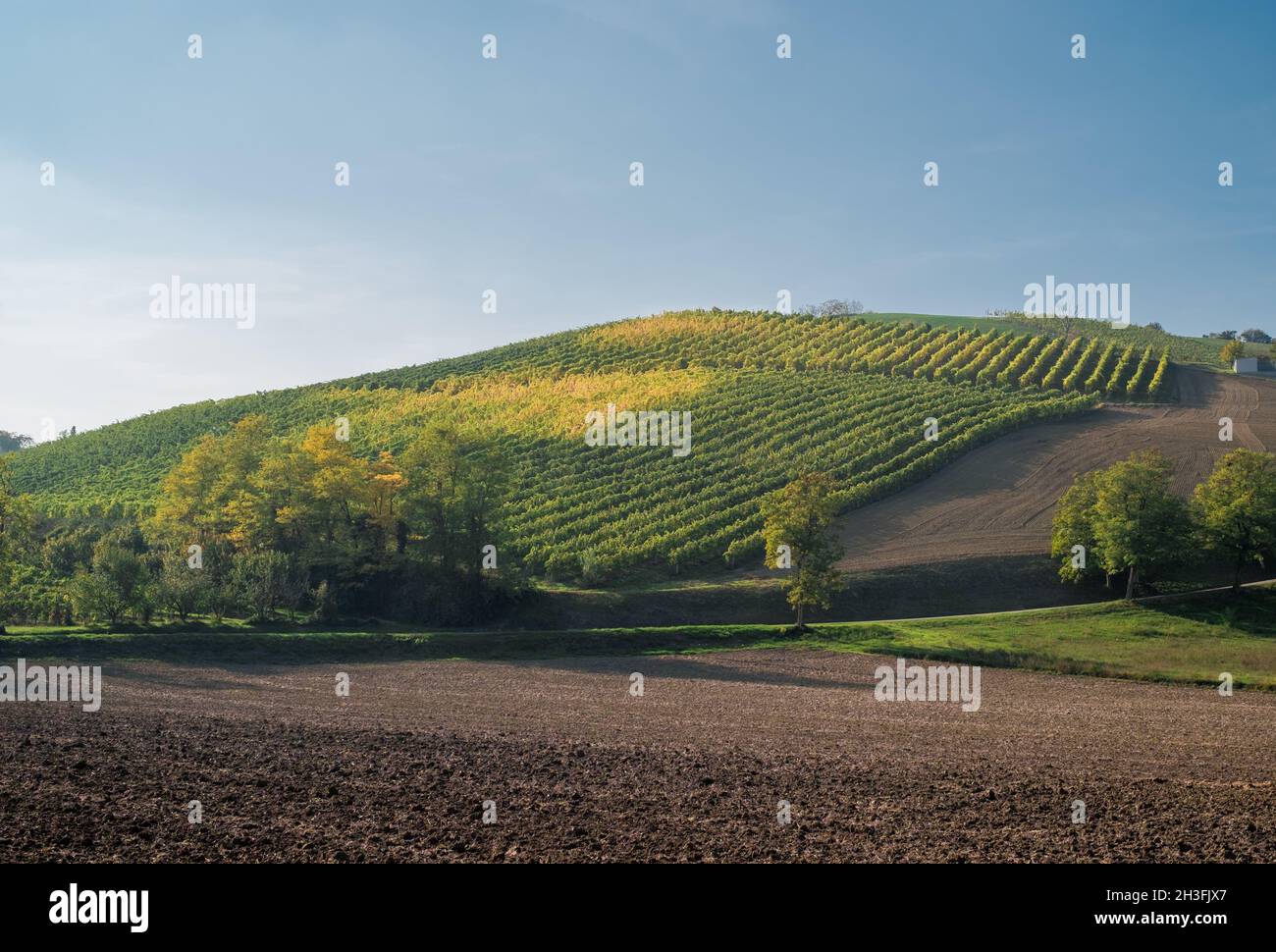 Weinberg und Pflügefeld im Südwesten von Bologna: Geschütztes geografisches Indikationsgebiet für typischen Wein namens 'Pignoletto'. Provinz Bologna, EM Stockfoto